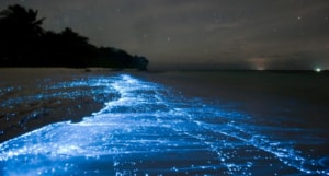 Moonlight shining on Bioluminescent Bay in Fajardo, Puerto Rico