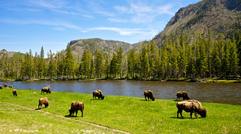 buffalo-yellowstone-national-park-usa