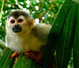 squirrel-monkey-costa-rica