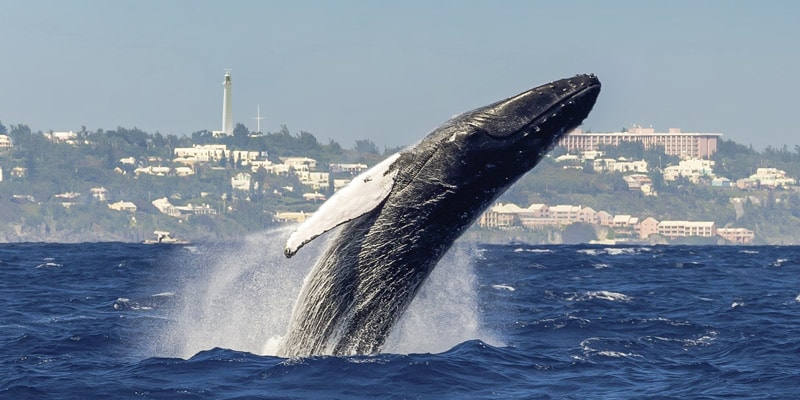 humpback-whale-breaches-off-bermuda