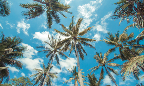 Tropical palms.
