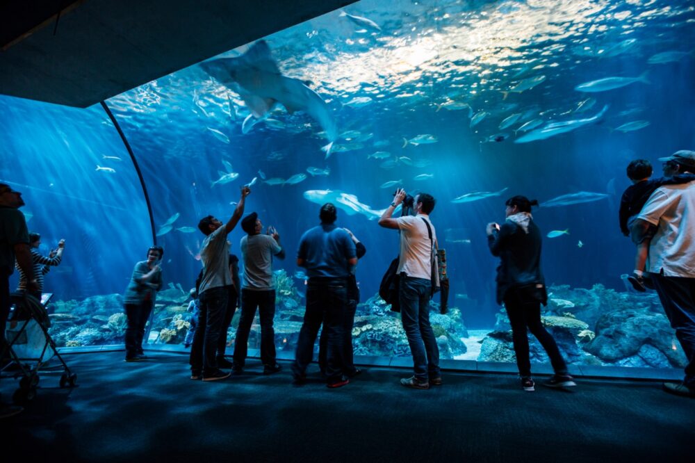 chicago-aquarium