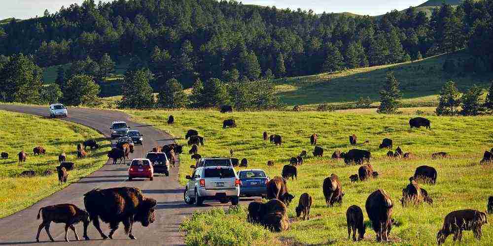 Best family drives in South Dakota, scenic star of Nomadland