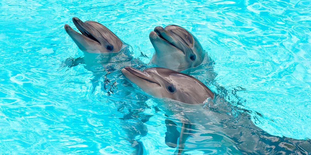 traveller dolphins