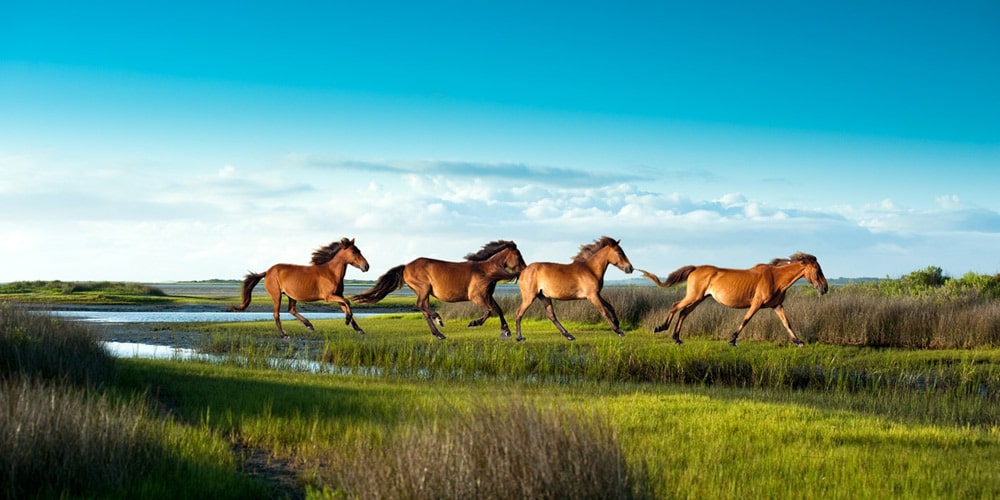 north-carolina-crystal-coast-family-activities-wild-horses