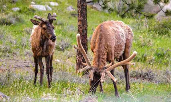 elk Rocky Mountain National Park
