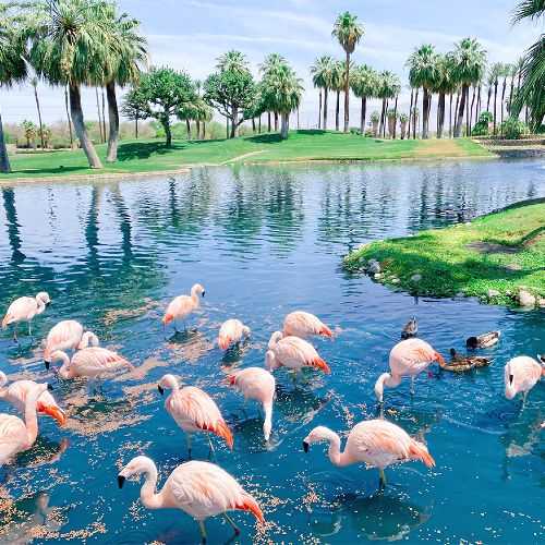 California family vacations, Marriott Bonvoy, JW Marriott Desert Springs, Flamingo Island