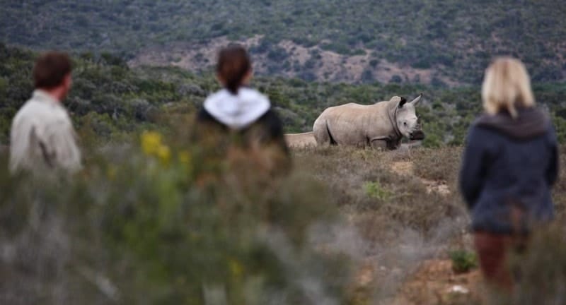 Wild rhino on the Eastern Cape, South Africa