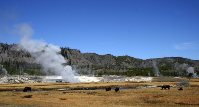 bison-grazing-in-front-of-geyser-yellowstone-national-park-one-of-the-most-magical-places-in-US