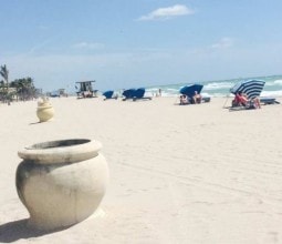 a pot and parlm trees on a fort lauderdale beach