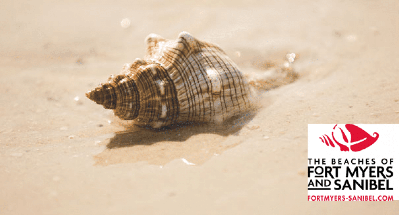 a shell on the beach
