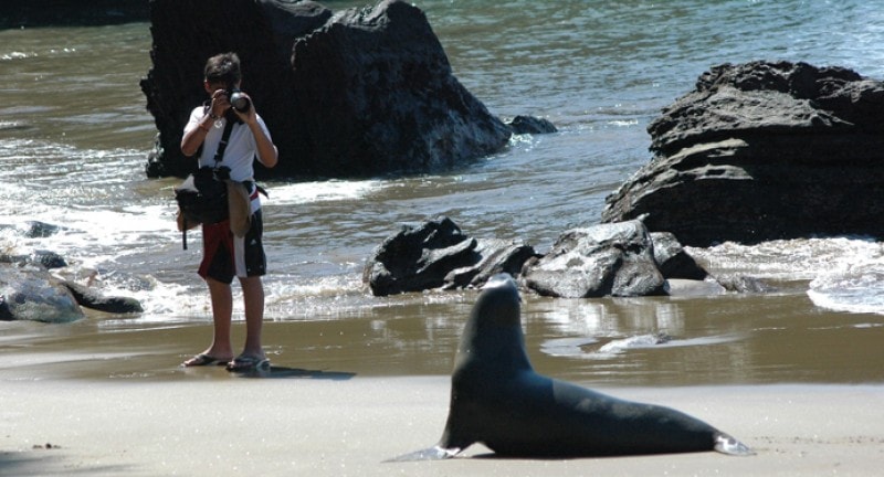 Boy taking photo of seal in south america
