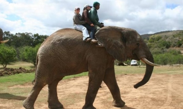 Elephant south africa