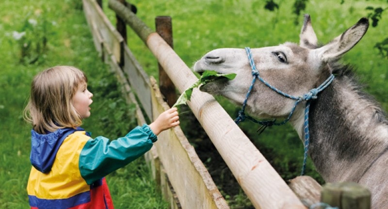 Girl feeding donkey