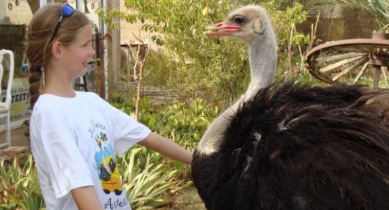 Girl meeting an ostrich