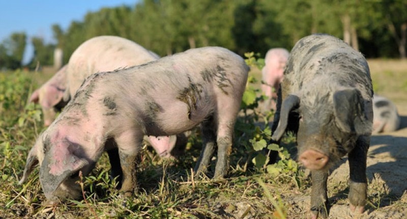 Gressenhall farm pigs
