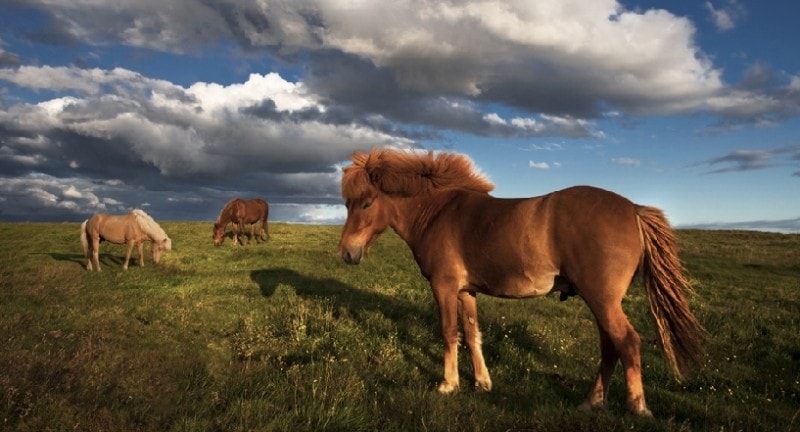 Two horses in a field 