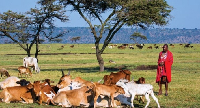 Kenya safari cattle