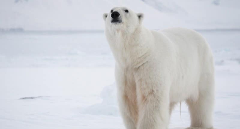 Polar bears in Wapusk
