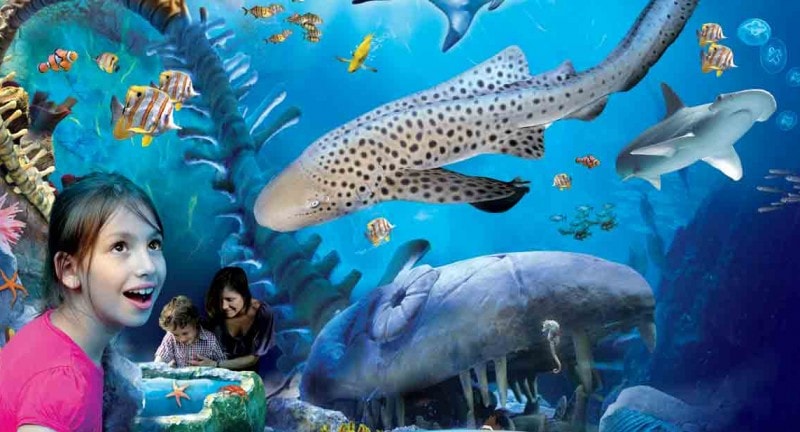 Poster of girl looking into an aquarium tank