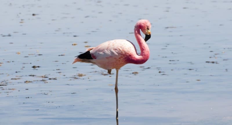 Slimbridge wetland centre flamingo
