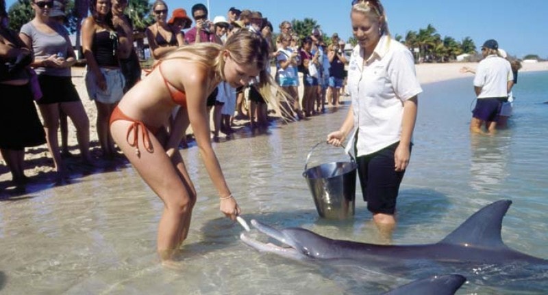 a teenage girl feeds a dolphin in the sea at shark bay australia