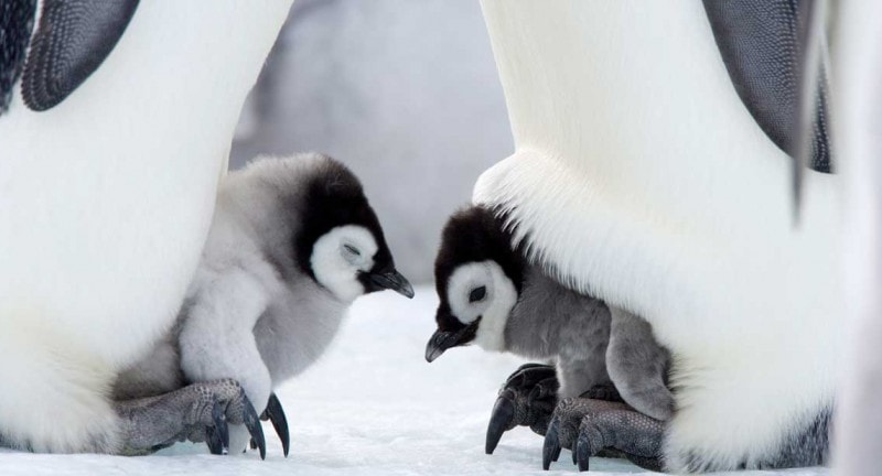 baby penguins huddle under their parents in antarctica