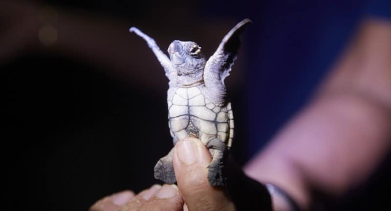 baby turtle in a human hand at mon repos australia