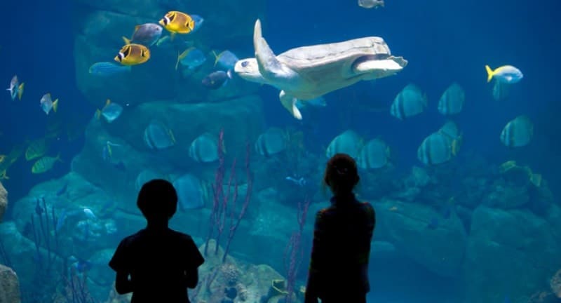 children watch turtle in tank at national marine aquarium plymouth