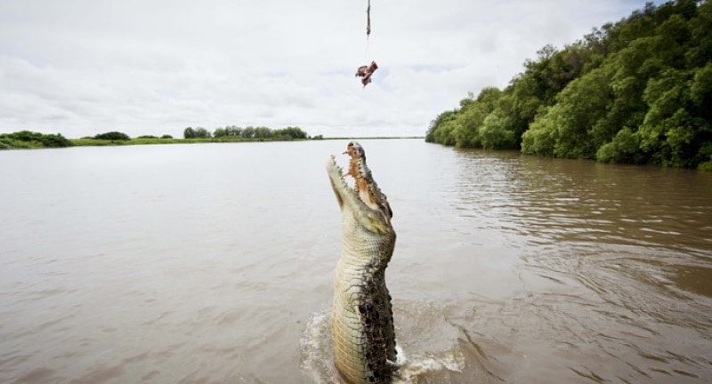crocodile jumping out of the water for food in australia's northern territory