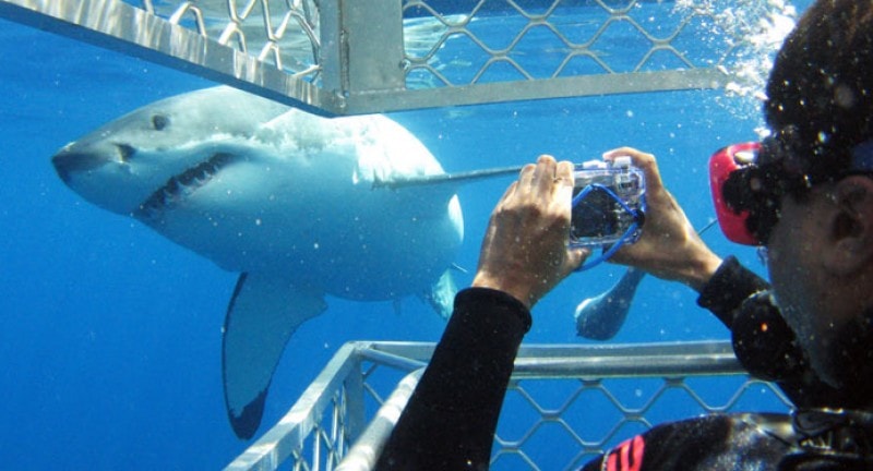 diver in a cage underwater with great white shark swimming past