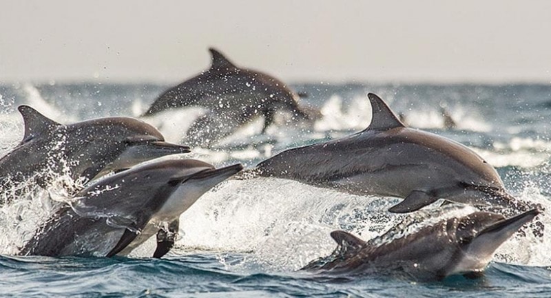 dolphins swimming at kalapitya sri lanka