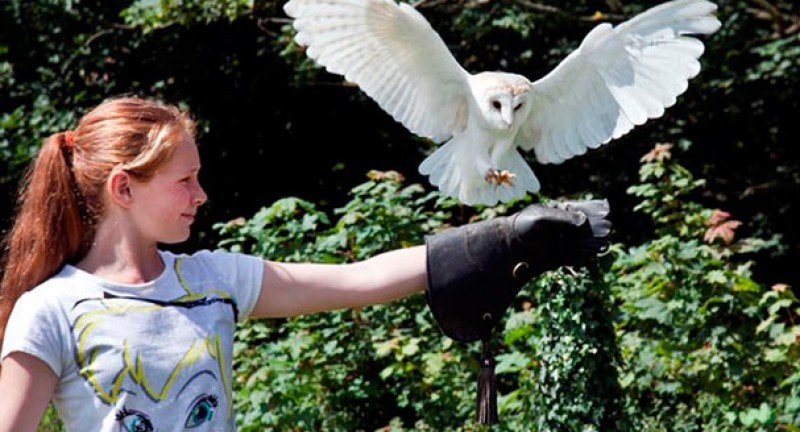 girl holds owl at trevella park conrwall