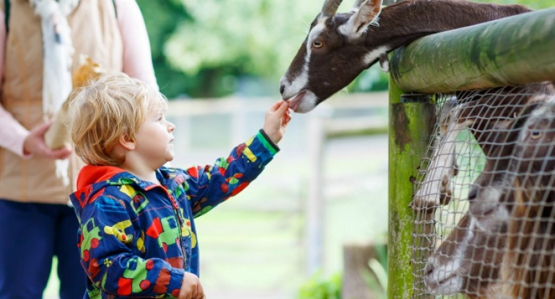 a child feeds a goat at hackney city farm london