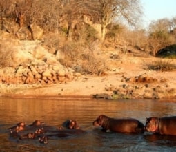 hippos at ruaha national park tanzania