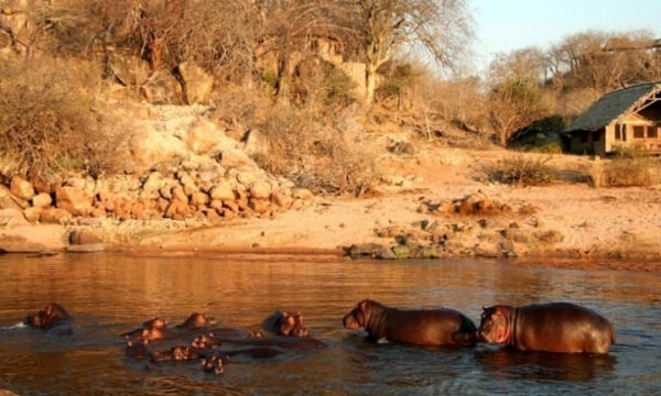 hippos at ruaha national park tanzania