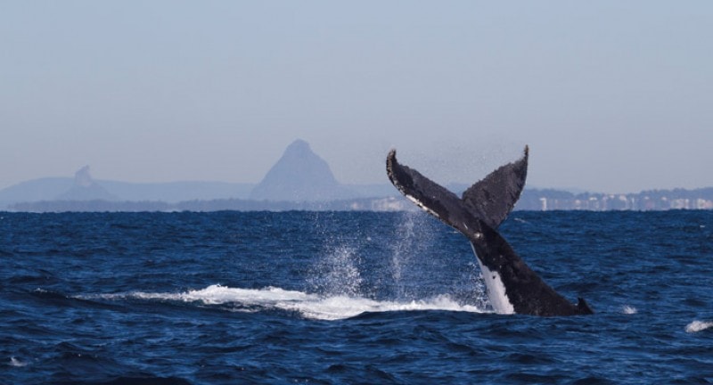 humpback whale breaches in queensland australia
