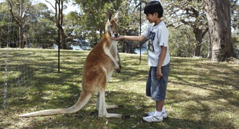little boy pets a kangaroo at maria islanda australia