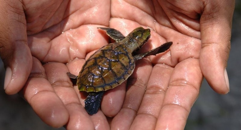 tiny turtle held in hands at bintan islands indonesia