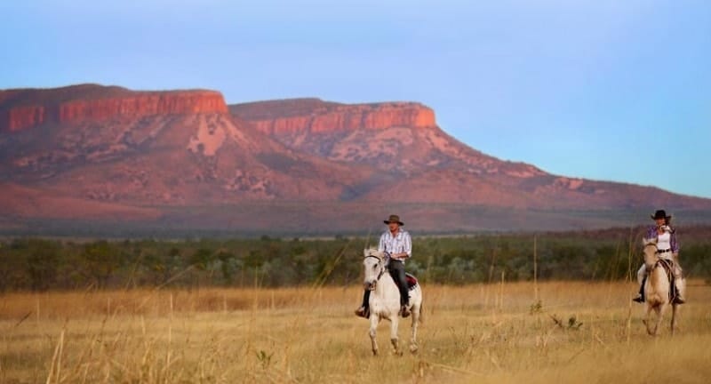 wild horses in kimberley australia