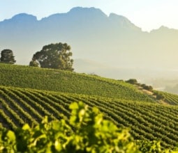 Stellenbosch Vineyards