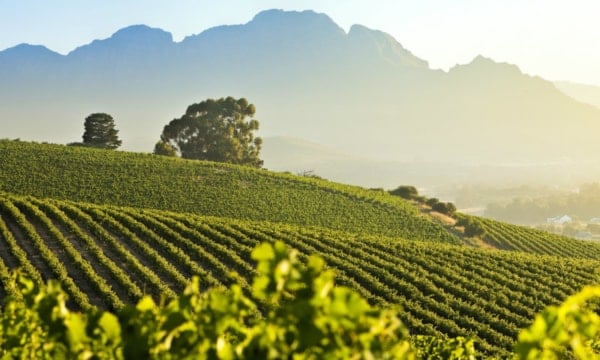 Stellenbosch Vineyards