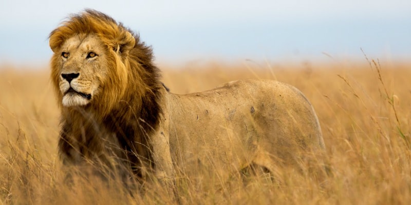 Kenya-Africa-Lion