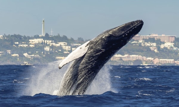 humpback-whale-breaches-off-bermuda