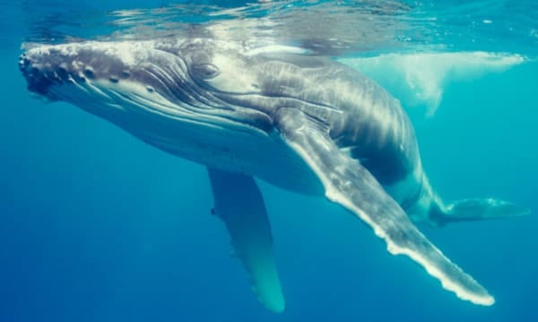 close-up-of-whale-in-ocean