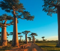 Baobab Alley, Madagascar crop