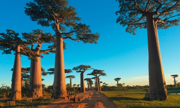 Baobab Alley, Madagascar crop