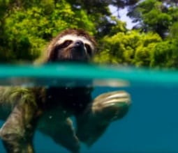 swimming-sloth-bbc1-planet-earth-2