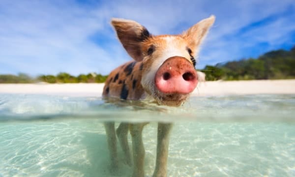 swimming-pig-in-water-bahamas