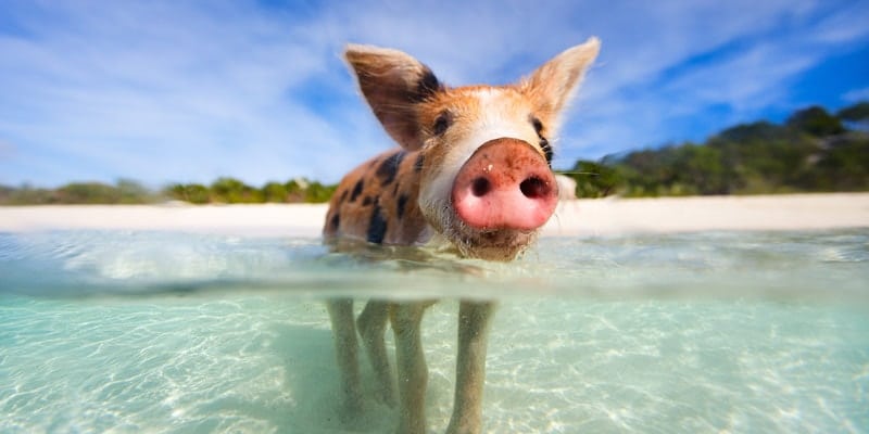 swimming-pig-in-water-bahamas